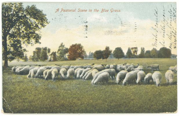 A pastoral scene in the Blue Grass. [Sheep]