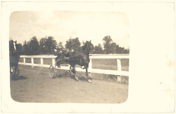 Photograph of a trotting horse and sulky during a race. [Horses]