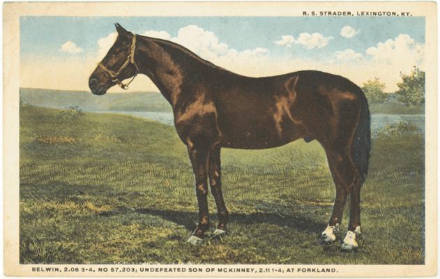 Belwin, 2.06 3-4, No. 57,203; Undefeated Son of McKinney, 2.11 1-4; At Forkland. R.S. Strader, Lexington, KY. [Horses]