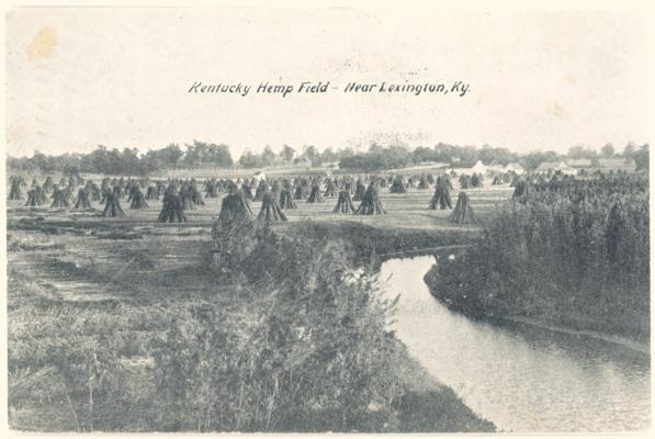 Kentucky Hemp Field- Near Lexington