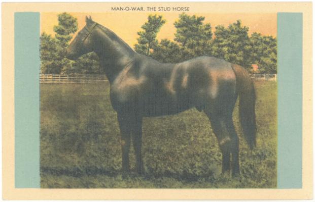 Man -O-War, The Stud Horse. (Printed verso reads: 