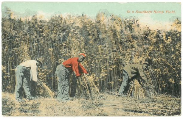 In a Southern Hemp Field