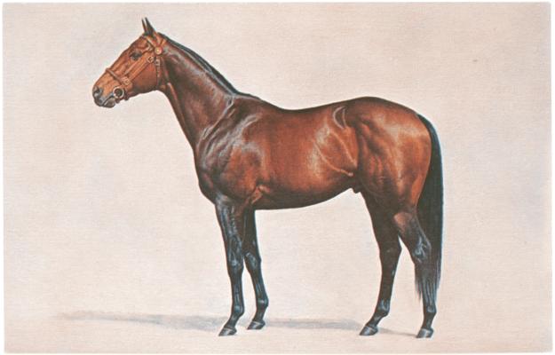 [Color image of the thoroughbred 