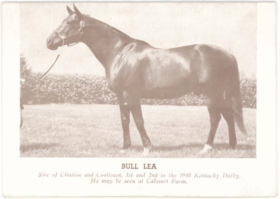 Bull Lea. Sire of Citation and Coaltown, 1st and 2nd in the 1948 Kentucky Derby. He may be seen at Calumet Farm. (Printed verso reads: 