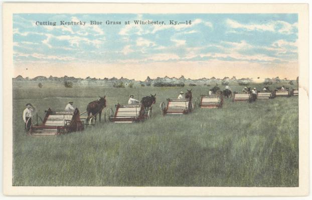 Cutting Kentucky Blue Grass at Winchester