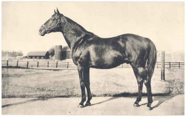 [Image of the thoroughbred 