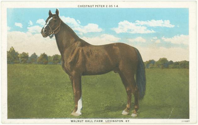 Chestnut Peter 2:05 1-4, Walnut Hall Farm, Lexington, KY. [Horses]