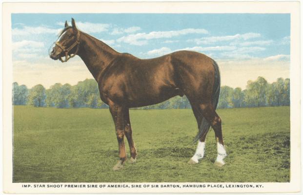 Imp. Star Shoot Premier Sire of America, Sire of Sir Barton, Hamburg Place, Lexington, KY. [Horses]