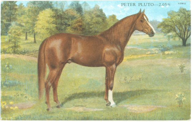 Peter Pluto - 2:05 3/4. (Printed verso reads: 