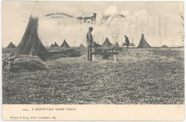 A Kentucky Hemp Field