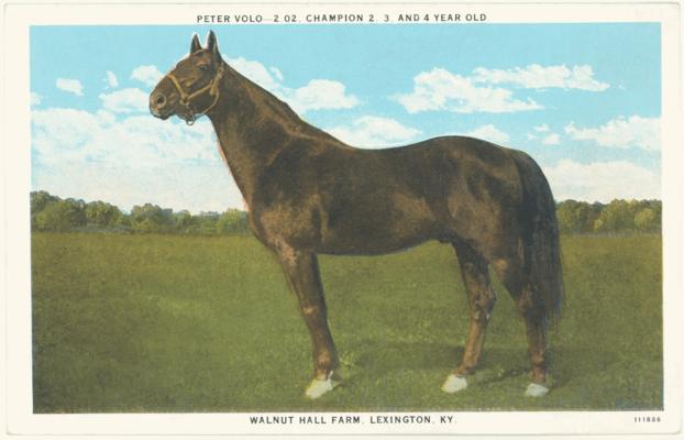 Peter Volo - 2.02, Champion 2, 3, and 4 Year Old, Walnut Hall Farm, Lexington, KY. [Horses]