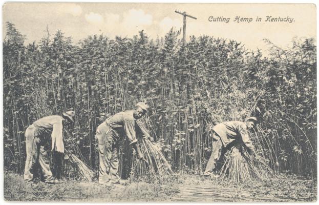 Cutting Hemp in Kentucky [Same as No. 28 But Without Telephone Pole in Background]