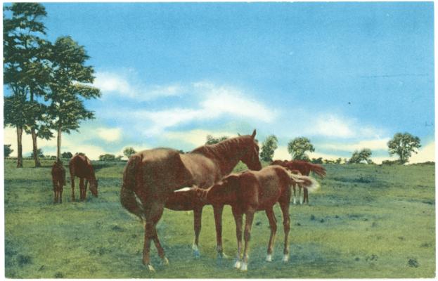 [Image of a mare and foal] (Printed verso reads: 