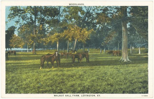 Woodlands, Walnut Hall Farm, Lexington, KY. [Horses]