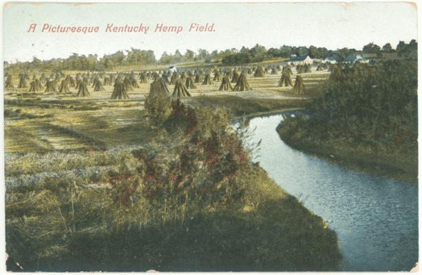 A Picturesque Kentucky Hemp Field