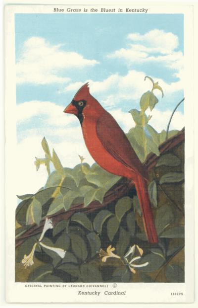 Kentucky Cardinal. (Printed verso on two cards reads: 