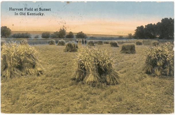 Harvest Field at Sunset in Old Kentucky