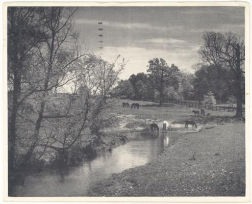[Black and white image off a pastoral scene with horses drinking from a lake] (Printed verso reads: 