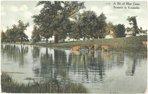 A Bit of Blue Grass Scenery in Kentucky. [Cattle]