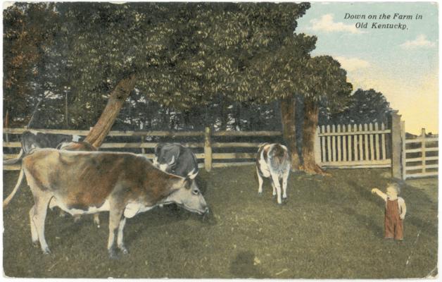 Down on the Farm in Old Kentucky. [Cattle]