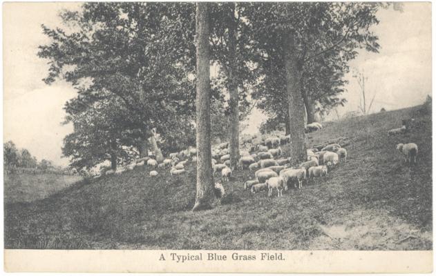 A Typical Blue Grass Field. [Sheep]