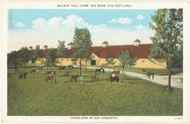 Walnut Hall Farm, Big Barn, 470 Feet Long. Yearlings By Guy Axworthy