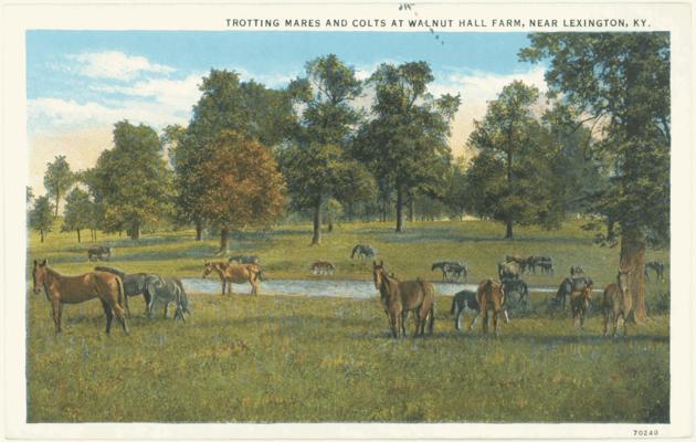 Trotting Mares and Colts at Walnut Hall Farm, Near Lexington, KY. [Horses]