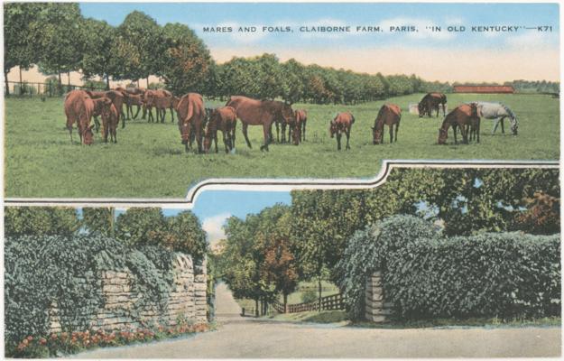 Mares and Foals, Claiborne Farm, Paris, 