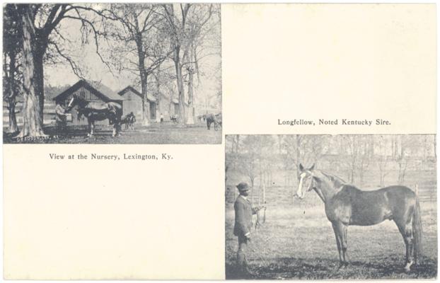 [Two Photographs] View at the Nursery, Lexington, Ky., [and] Longfellow, Noted Kentucky Sire.