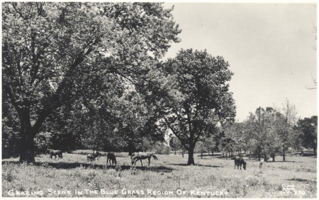 Grazing Scene in the Blue Grass Region of Kentucky. [Horses]