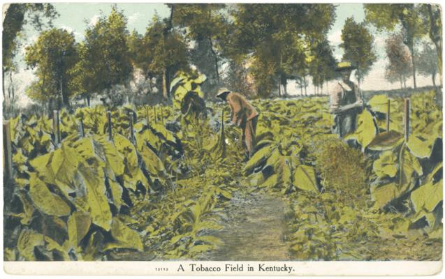 A Tobacco Field in Kentucky