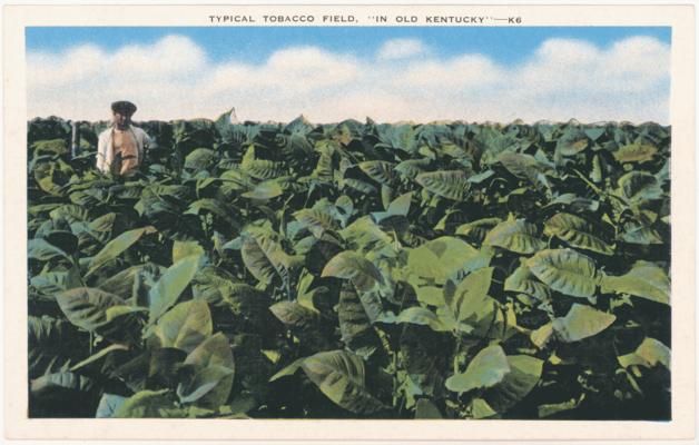 Typical Tobacco Field, 