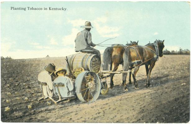 Planting Tobacco in Kentucky