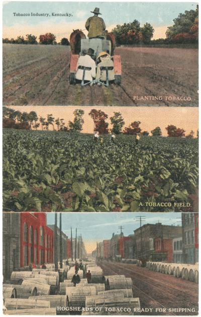 Tobacco Industry, Kentucky. Planting Tobacco. A Tobacco Field. Hogsheads of Tobacco Ready For Shipping