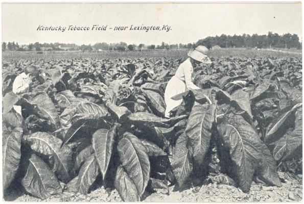 Kentucky Tobacco Field - near Lexington, Ky. 2 copies