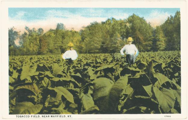 Tobacco Field, Near Mayfield, KY