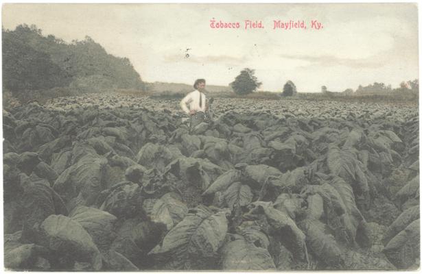 Tobacco Field, Mayfield, Ky