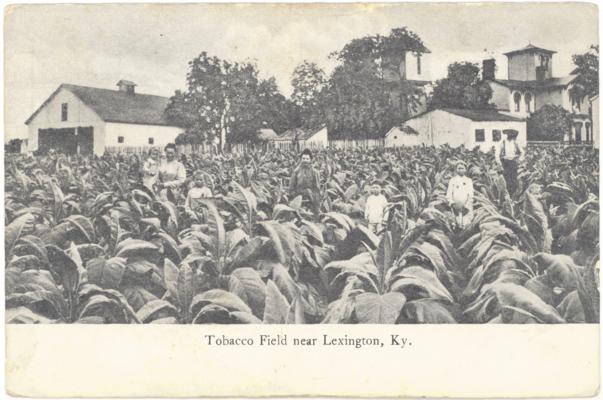 Tobacco Field near Lexington, Ky