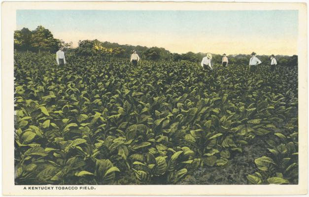 A Kentucky Tobacco Field. (Printed verso reads: 