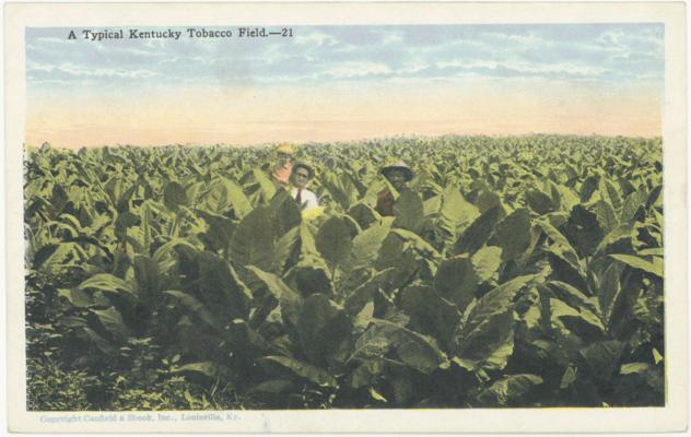 A Typical Kentucky Tobacco Field.-21