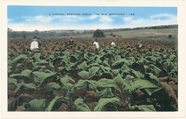 A Typical Tobacco Field, 