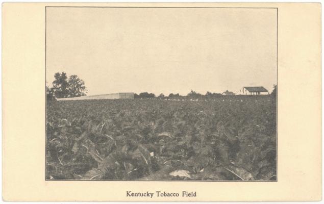 Kentucky Tobacco Field