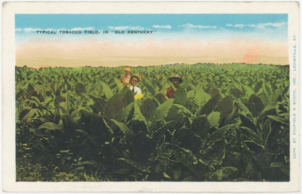 Typical Tobacco Field, 