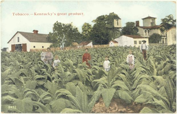 Tobacco - Kentucky's great product. [Same Print As Card No. 516]