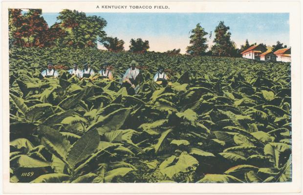 A Kentucky Tobacco Field