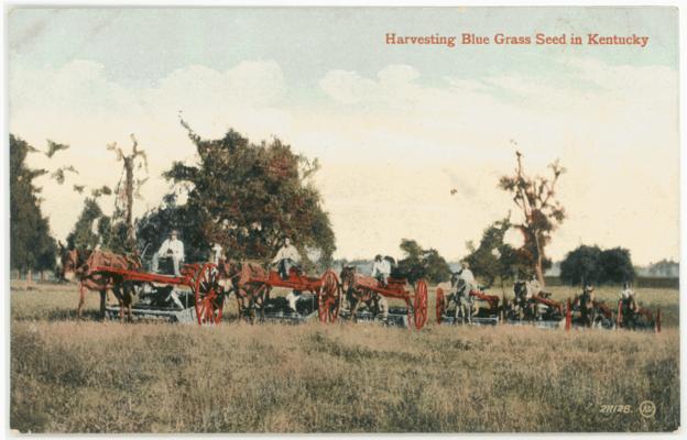 Harvesting Blue Grass Seed in Kentucky