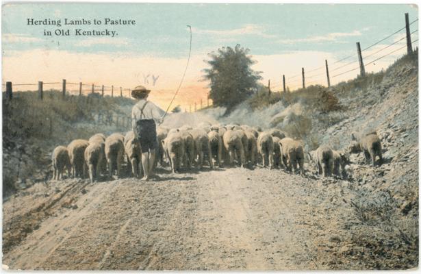 Herding Lambs to Pasture in old Kentucky. 2 copies