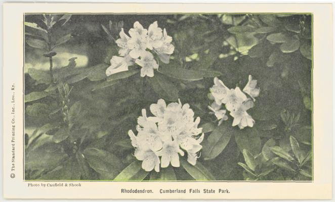 Rhododendron. Cumberland Falls State Park. (No Postmark)