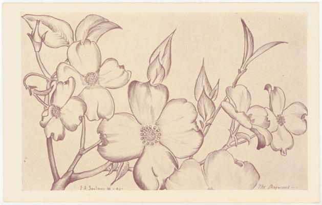 The Dogwood. [Drawing by J.A. Spelman III, 1940]