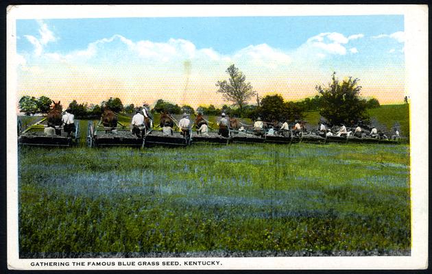 Gathering the famous Blue Grass Seed